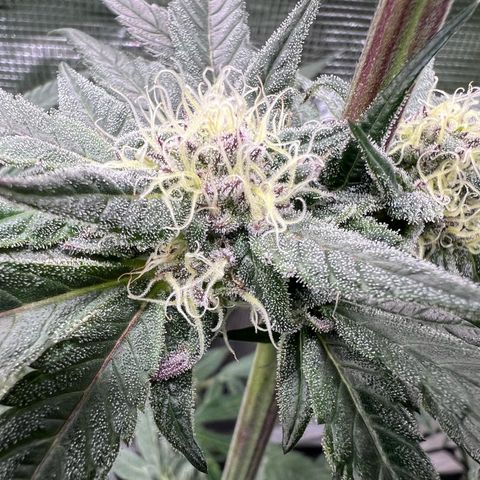 Lemon Orange growlog timeline photo