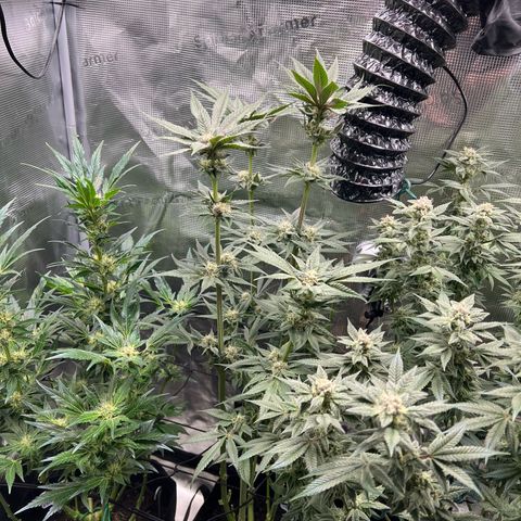 Forbidden Punch  growlog timeline photo