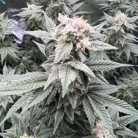 Forbidden Punch  growlog timeline photo