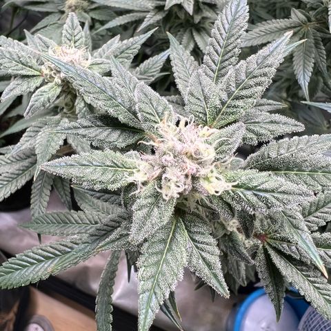 Forbidden Punch  growlog timeline photo