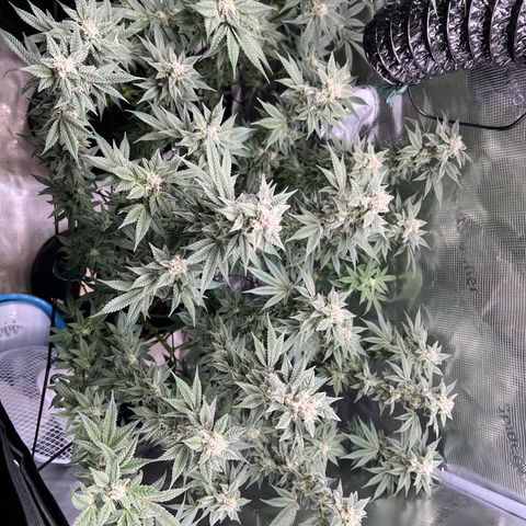 Forbidden Punch  growlog timeline photo