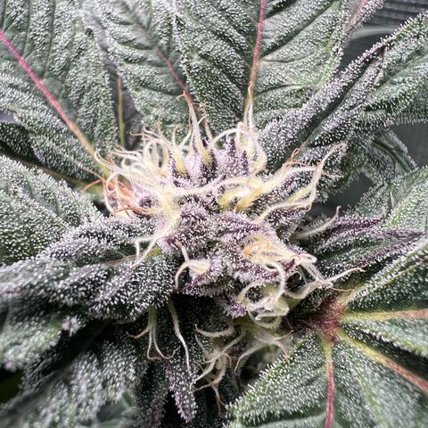 Lemon Orange growlog timeline photo