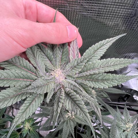 Lemon Orange growlog timeline photo