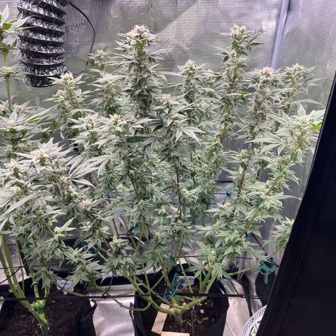Forbidden Punch  growlog timeline photo