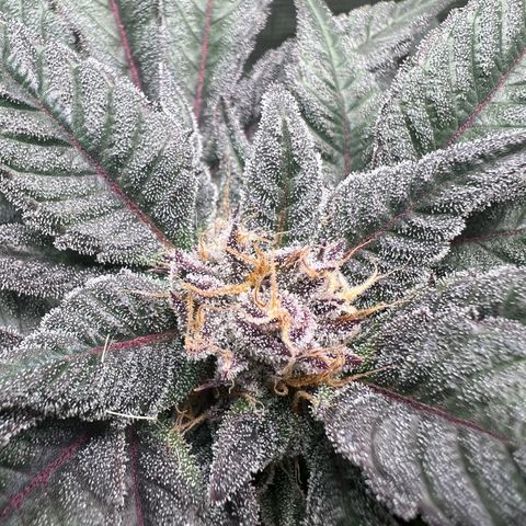 Lemon Orange growlog timeline photo