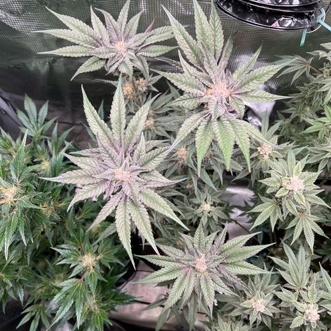 Lemon Orange growlog timeline photo