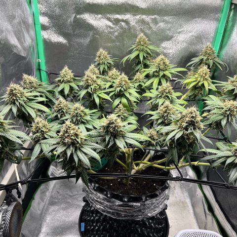 White Widow growlog timeline photo