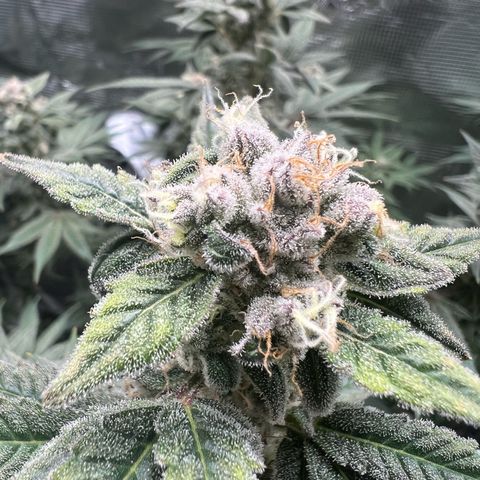 Forbidden Punch  growlog timeline photo