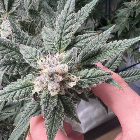 Forbidden Punch  growlog timeline photo