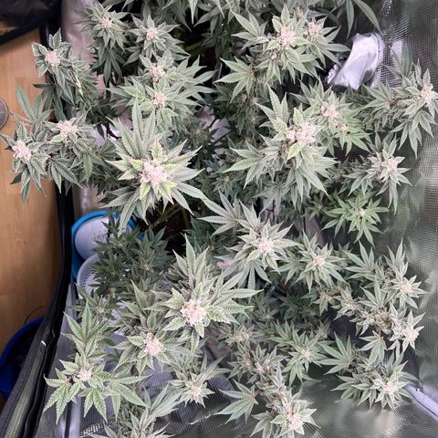 Forbidden Punch  growlog timeline photo
