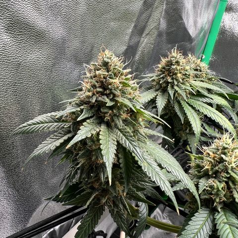 White Widow growlog timeline photo