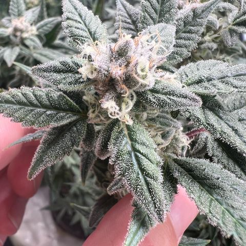 Forbidden Punch  growlog timeline photo