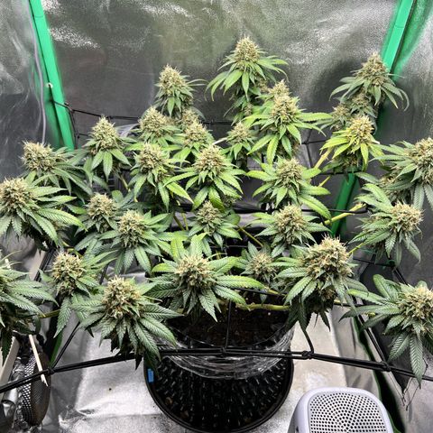 White Widow growlog timeline photo