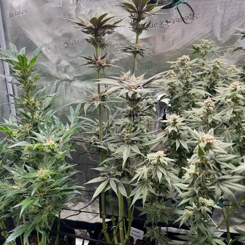 Lemon Orange growlog timeline photo