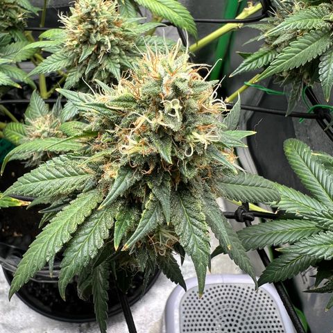 White Widow growlog timeline photo