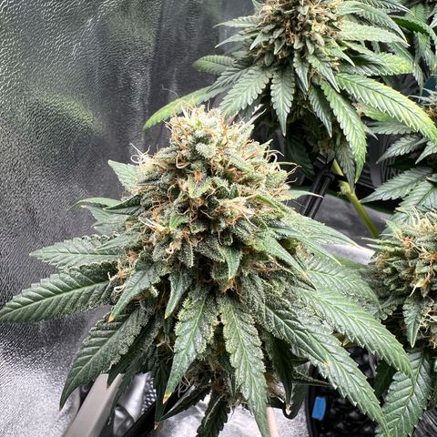 White Widow growlog timeline photo