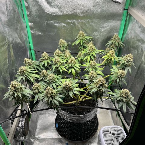 White Widow growlog timeline photo