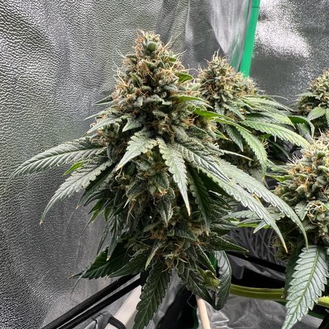 White Widow growlog timeline photo