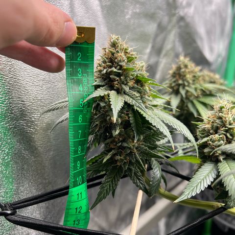 White Widow growlog timeline photo
