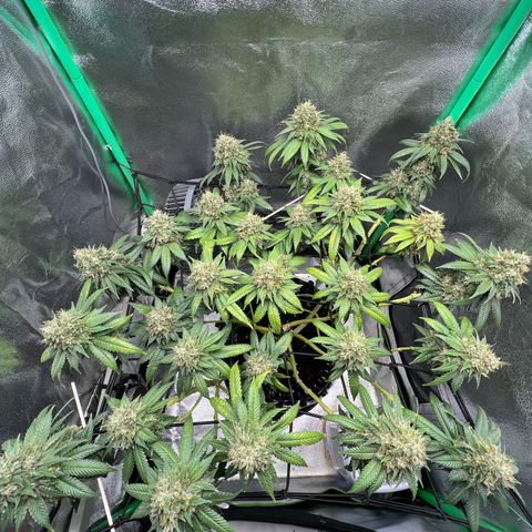 White Widow growlog timeline photo