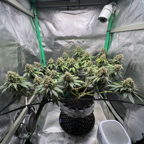 White Widow growlog timeline photo