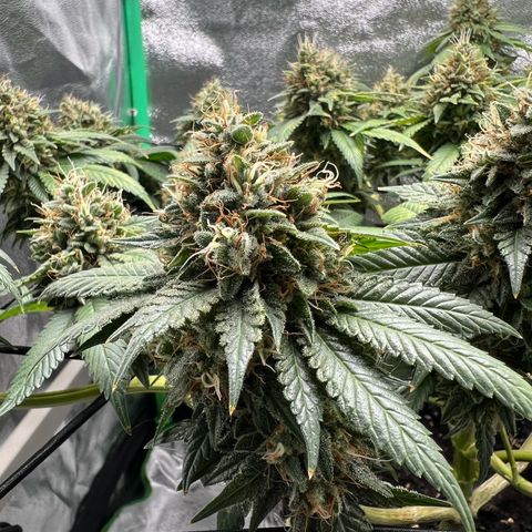 White Widow growlog timeline photo