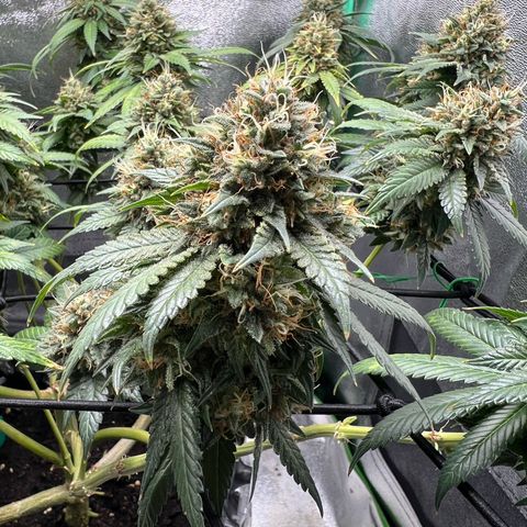 White Widow growlog timeline photo