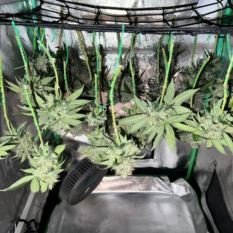 White Widow growlog timeline photo