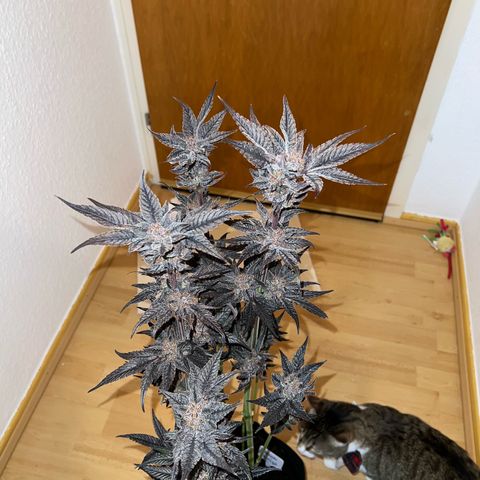 Lemon Orange growlog timeline photo