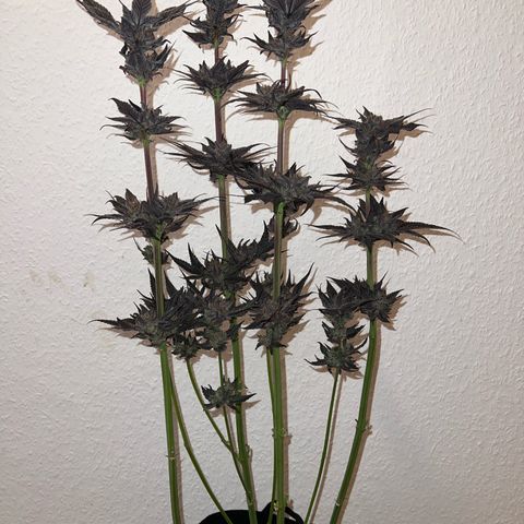Lemon Orange growlog timeline photo