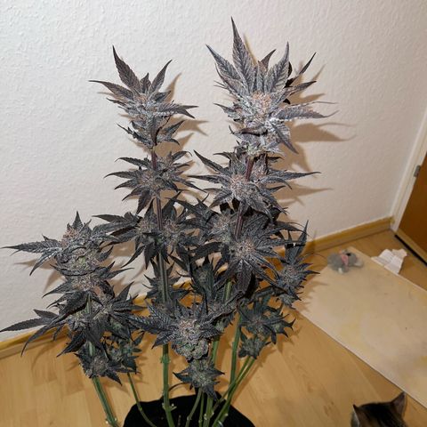 Lemon Orange growlog timeline photo