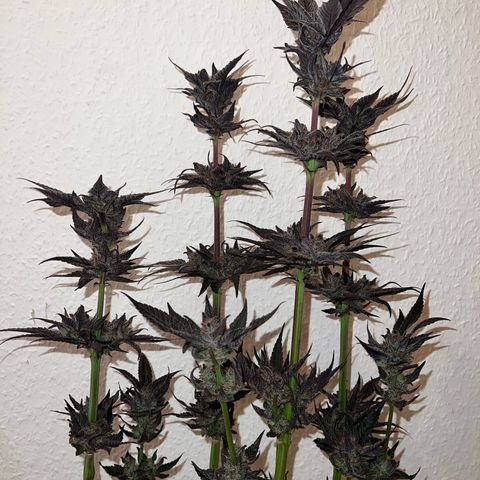 Lemon Orange growlog timeline photo