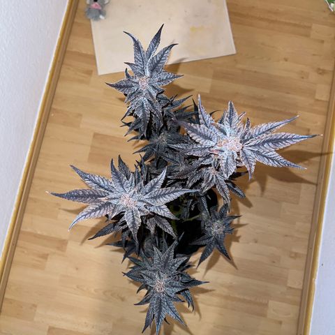 Lemon Orange growlog timeline photo