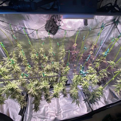 Forbidden Punch  growlog timeline photo