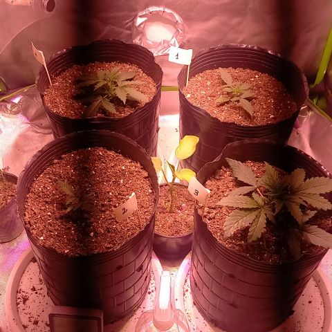 Olympia auto de pyramid seeds #1 growlog timeline photo