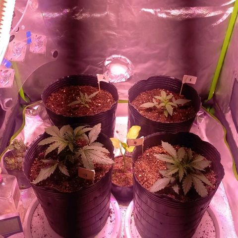 Olympia auto de pyramid seeds #1 growlog timeline photo