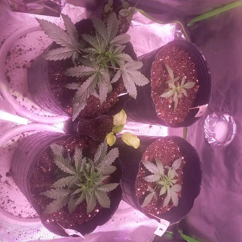 Olympia auto de pyramid seeds #1 growlog timeline photo
