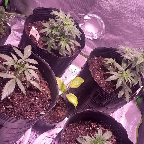 Olympia auto de pyramid seeds #1 growlog timeline photo