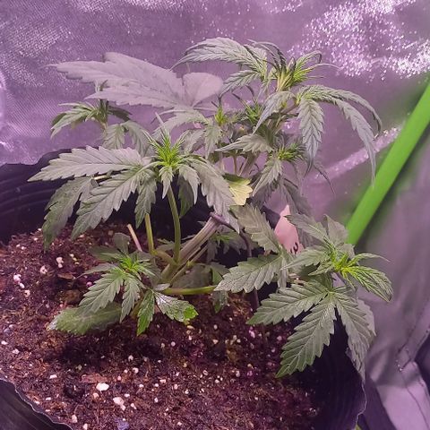 Olympia auto de pyramid seeds #1 growlog timeline photo