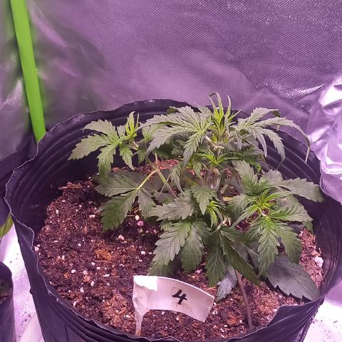 Olympia auto de pyramid seeds #1 growlog timeline photo