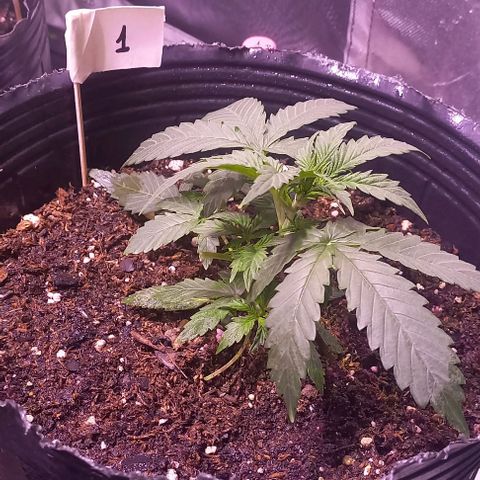 Olympia auto de pyramid seeds #1 growlog timeline photo