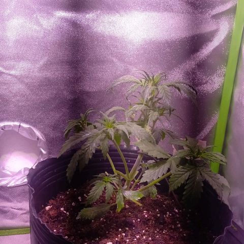 Olympia auto de pyramid seeds #1 growlog timeline photo