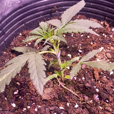 Olympia auto de pyramid seeds #1 growlog timeline photo