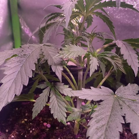 Olympia auto de pyramid seeds #1 growlog timeline photo