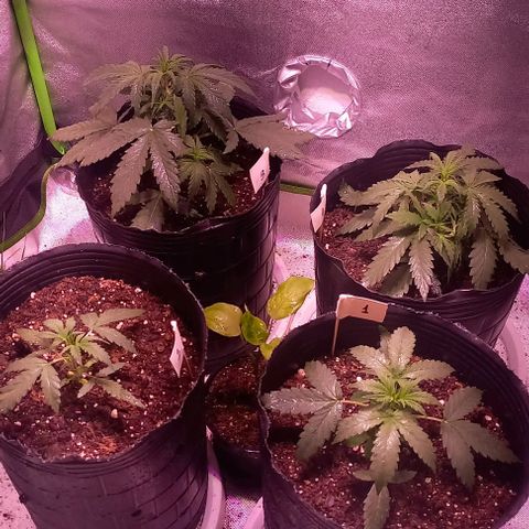 Olympia auto de pyramid seeds #1 growlog timeline photo
