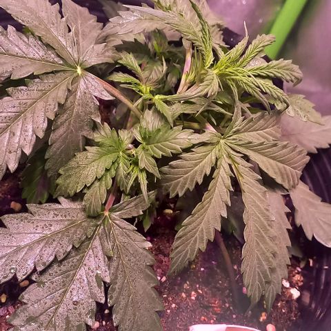 Olympia auto de pyramid seeds #1 growlog timeline photo