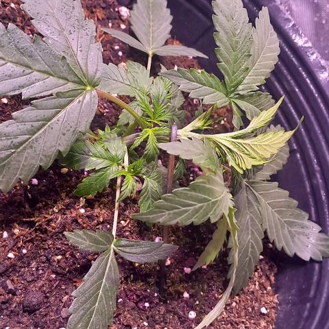 Olympia auto de pyramid seeds #1 growlog timeline photo