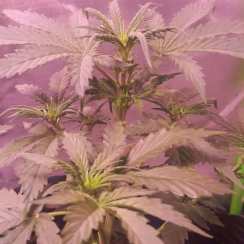 Olympia auto de pyramid seeds #1 growlog timeline photo