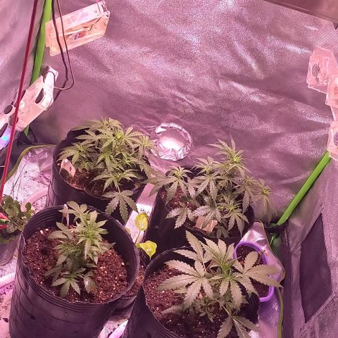 Olympia auto de pyramid seeds #1 growlog timeline photo