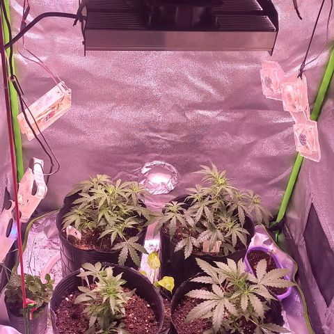 Olympia auto de pyramid seeds #1 growlog timeline photo